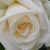 White - Climber rose - Ilse Krohn Superior®